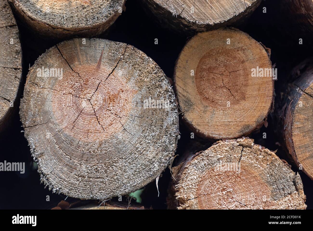 Schneiden Sie die Oberflächen der Baumstämme mit Jahresringen. Stockfoto