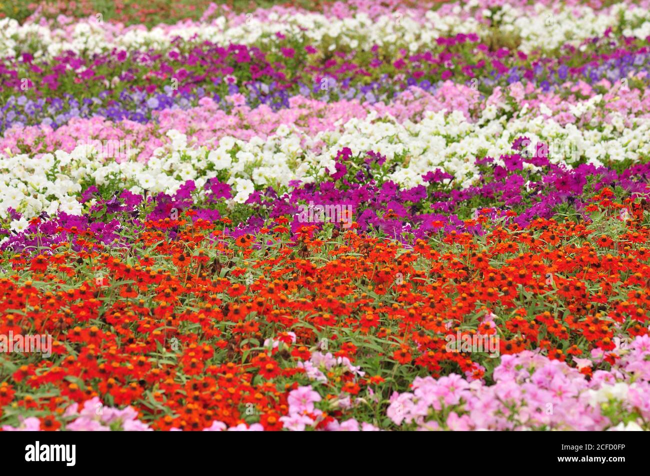 Blumen in voller Blüte, in Dubai Miracle Gardens. Der größte natürliche Blumengarten der Welt mit über 50 Millionen Blumen und 250 Millionen Pflanzen. Stockfoto