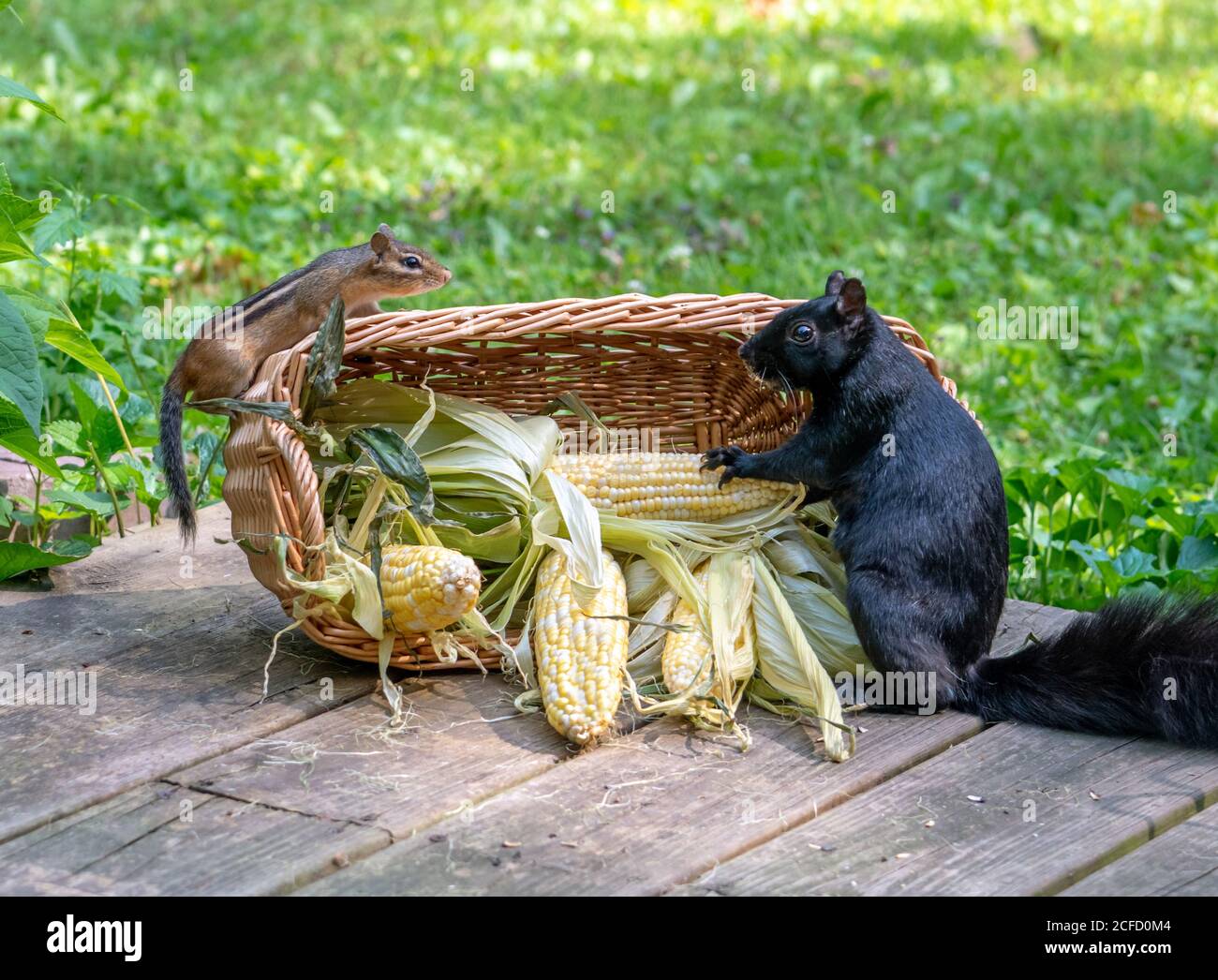 Chipmunk und Eichhörnchen teilen sich einen Korb mit Mais auf dem Cob. Es gibt genug für alle! Stockfoto