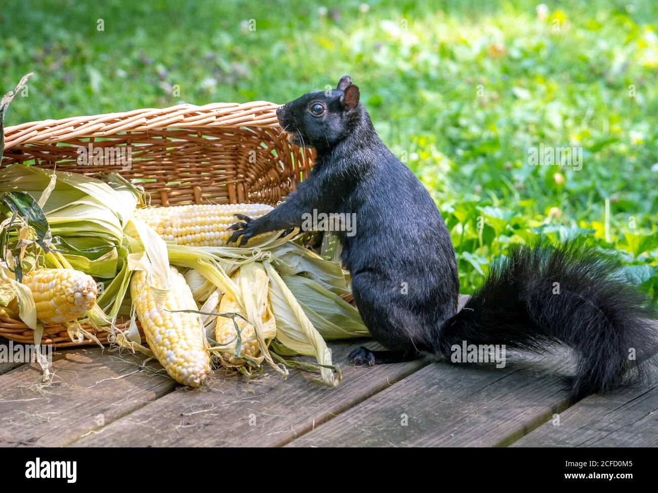 Ein schwarzes Eichhörnchen sieht aufgeregt, einen Korb zu finden Mais auf dem Cob draußen auf dem Deck Stockfoto