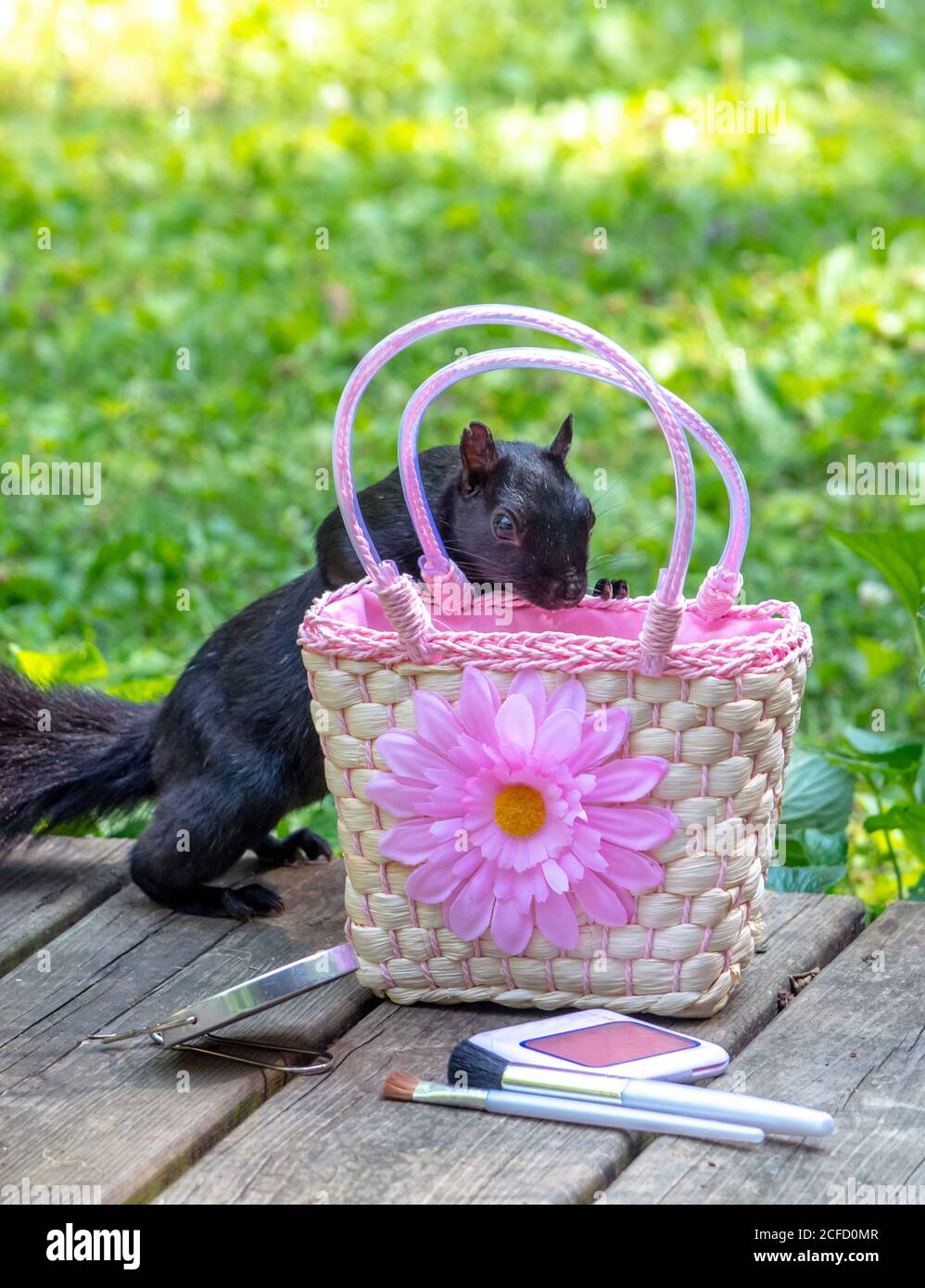 Neugierige schwarze Eichhörnchen schaut in einem kleinen Kindertasche zu Sehen Sie, ob es etwas gutes in sich Stockfoto