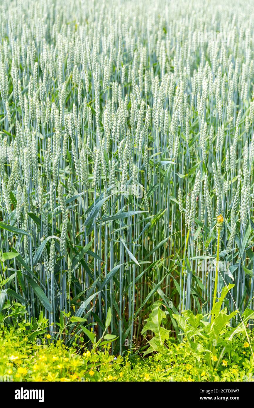 Weichweizen, Weizen, (Triticum aestivum), Getreide, Schallstadt, Wolfenweiler, Baden-Württemberg, Europa Stockfoto