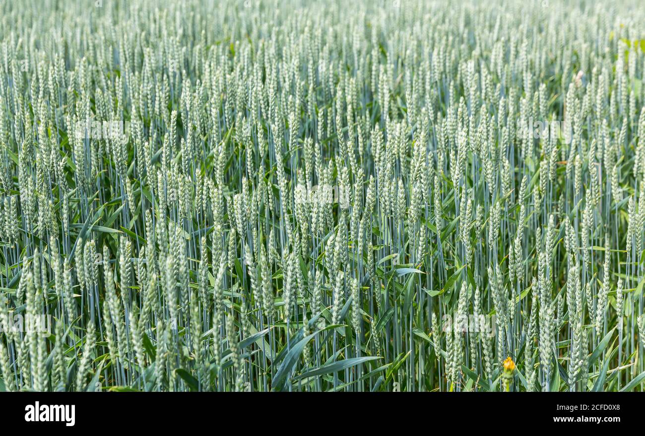 Weichweizen, Weizen, (Triticum aestivum), Getreide, Schallstadt, Wolfenweiler, Baden-Württemberg, Europa Stockfoto