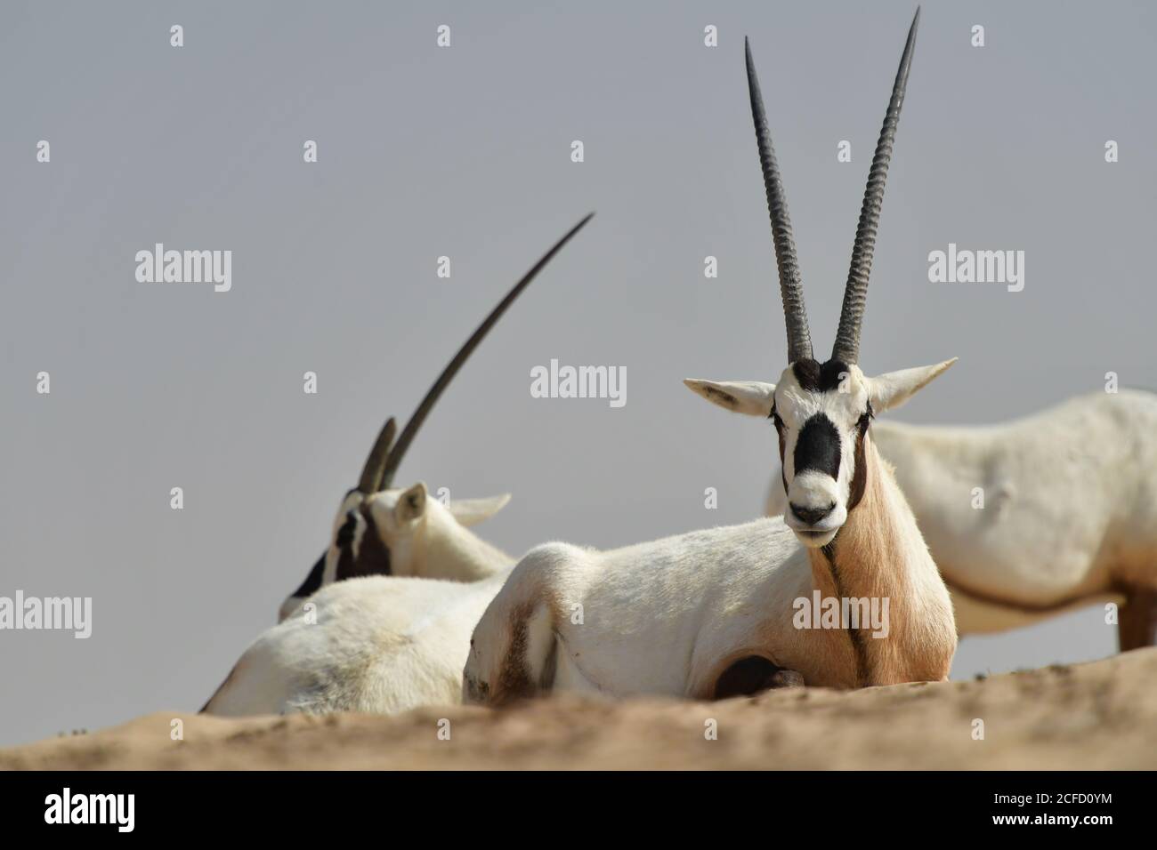 Arabian Oryx (Oryx leucoryx) Rast in der Wüste im Al Marmoom Desert Conservation Reserve, Vereinigte Arabische Emirate Stockfoto