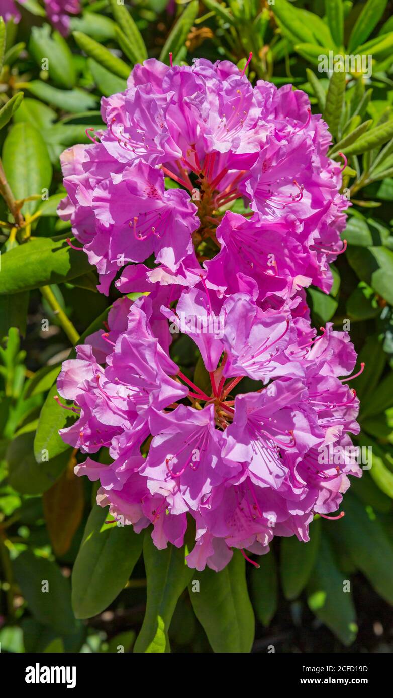 Nahaufnahme der Rhododendron-Blten. Baden-Baden, Baden Wrttemberg,  Deutschland Stockfotografie - Alamy