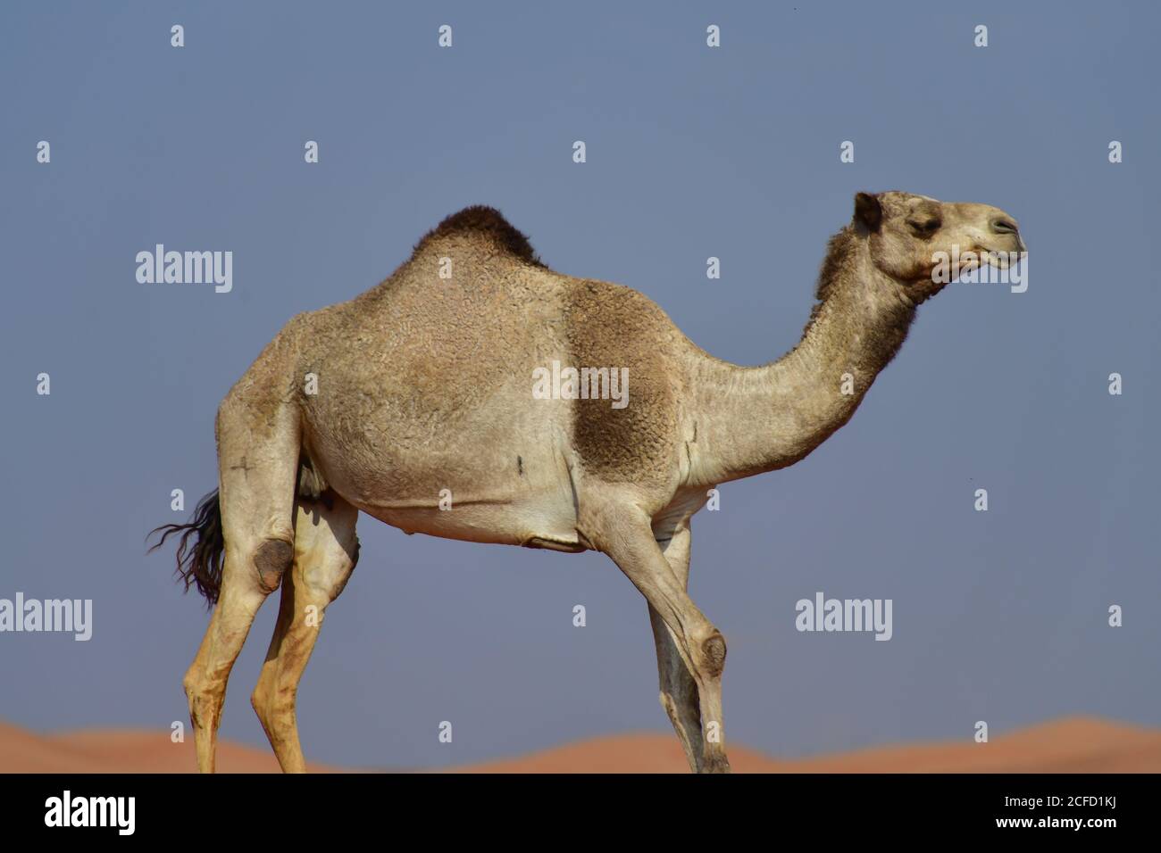 Arabisches Kamel (Dromedar) zeigt die schiere Größe und Fähigkeiten des Überlebens in den rauen Wüstenlandschaften der arabischen Halbinsel Landschaft. Stockfoto