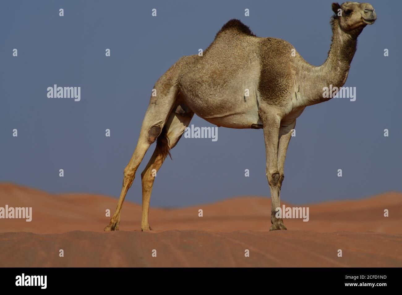 Arabisches Kamel (Dromedar) zeigt die schiere Größe und Fähigkeiten des Überlebens in den rauen Wüstenlandschaften der arabischen Halbinsel Landschaft. Stockfoto