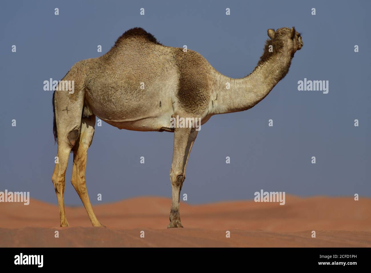 Arabisches Kamel (Dromedar) zeigt die schiere Größe und Fähigkeiten des Überlebens in den rauen Wüstenlandschaften der arabischen Halbinsel Landschaft. Stockfoto