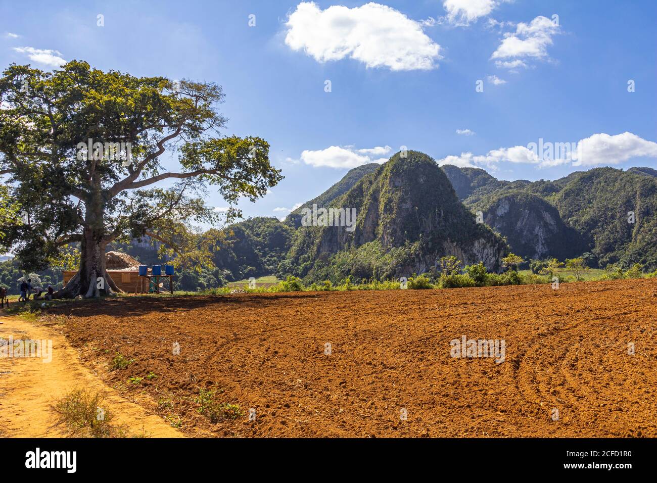 Blick über Felder zu Karstfelsen im Vinales-Tal ('Valle de Vinales'), Provinz Pinar del Rio, Kuba Stockfoto