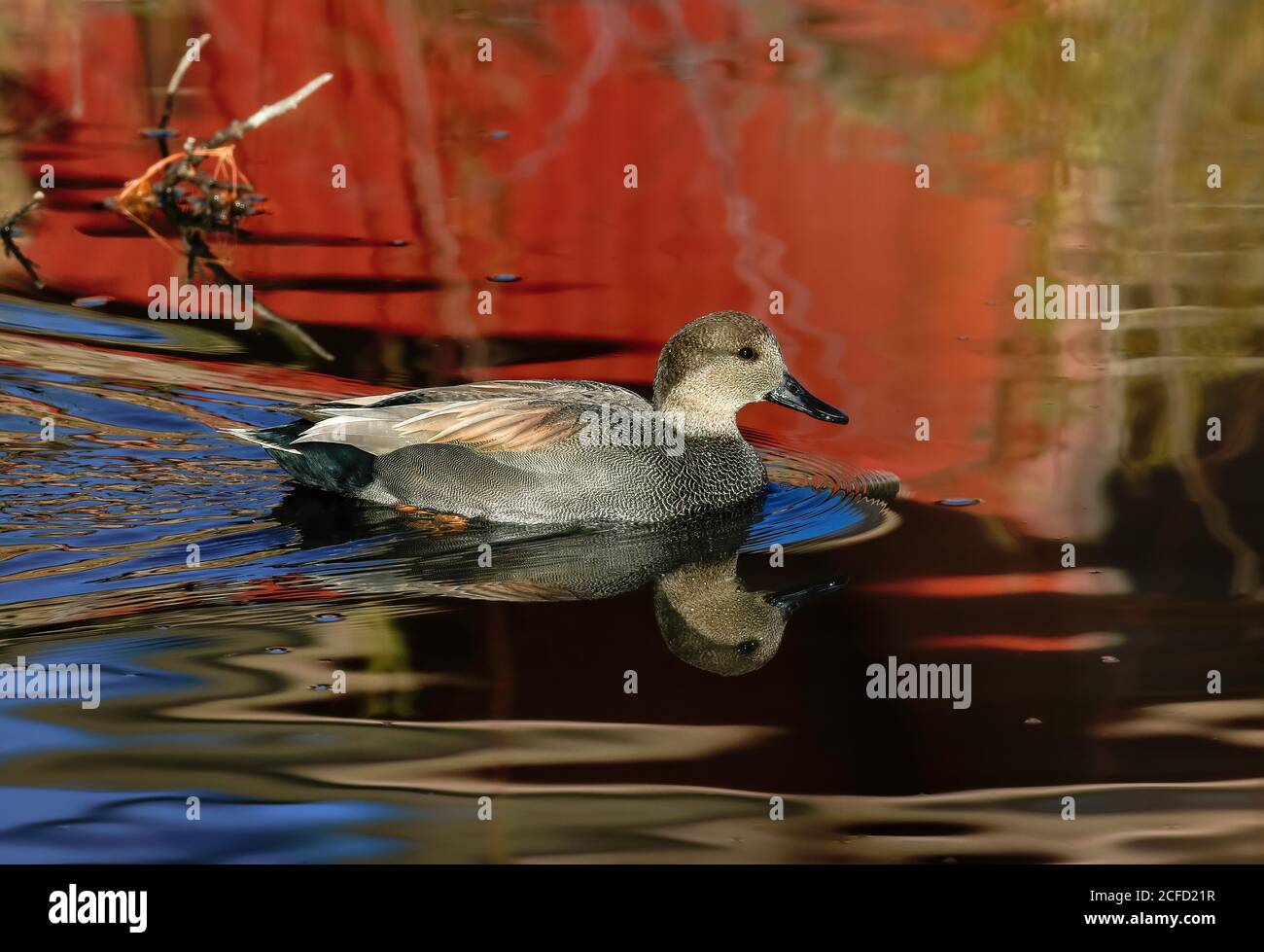 Eine schöne Gadwall Ente schwimmt durch bunte rote Wasserspiegelungen. Stockfoto