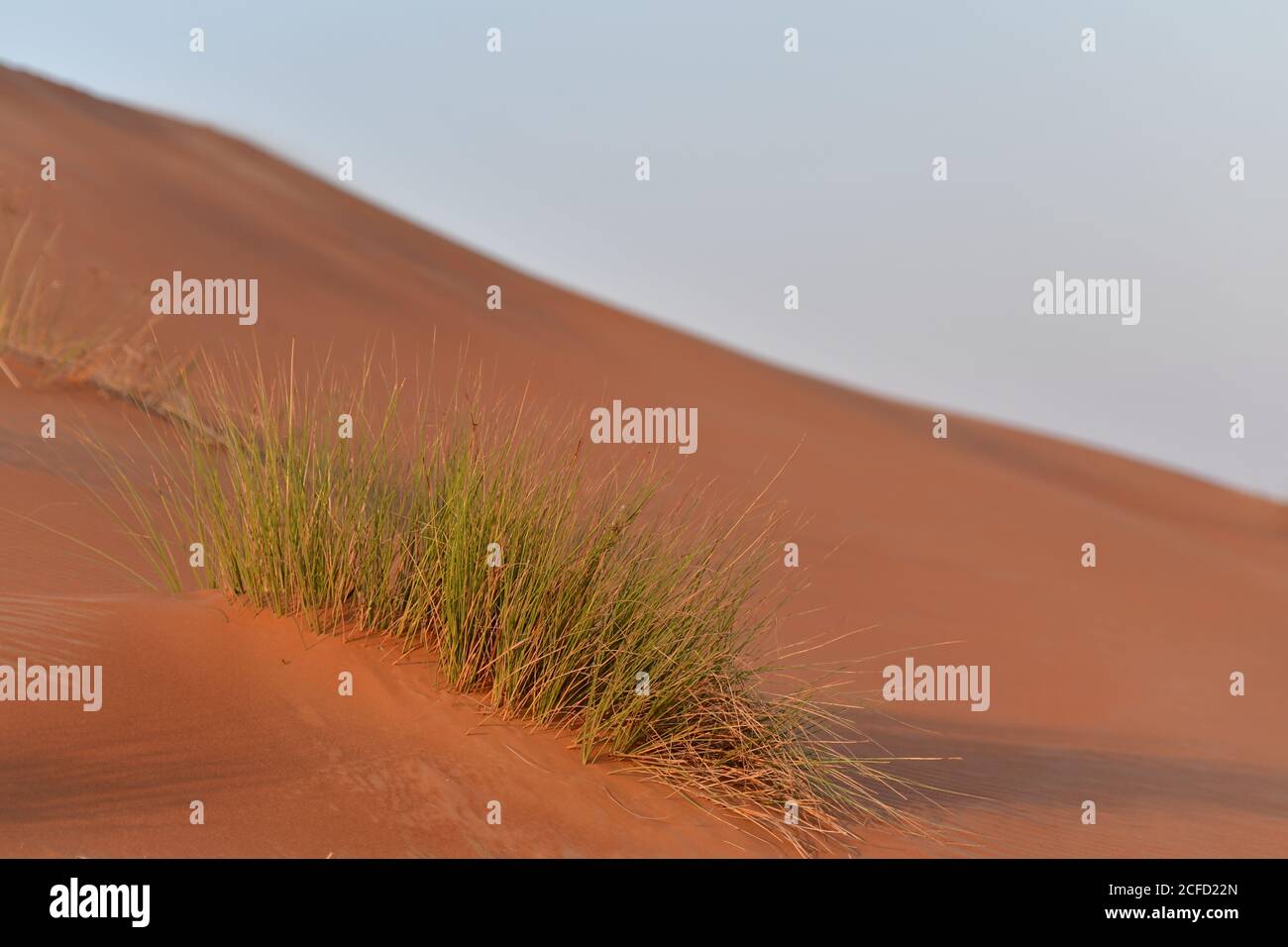 Arabische Halbinsel Wüste Sanddünen, Ausstellung der verschiedenen ökologischen Pflanzenarten, die in den wechselnden Winden der Wüstenlandschaften gedeihen können. Stockfoto