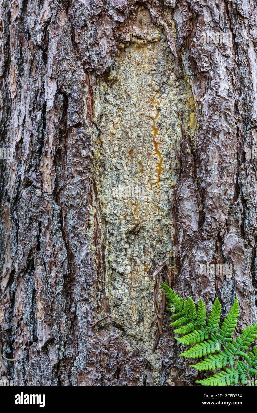 Kiefernrinde Nahaufnahme, Farn, Hintergrundbild aus der Natur Stockfoto