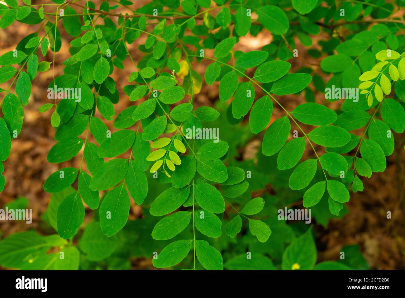 Blätter auf einem jungen Heuschreckenbaum im Sommer in Deutschland Stockfoto