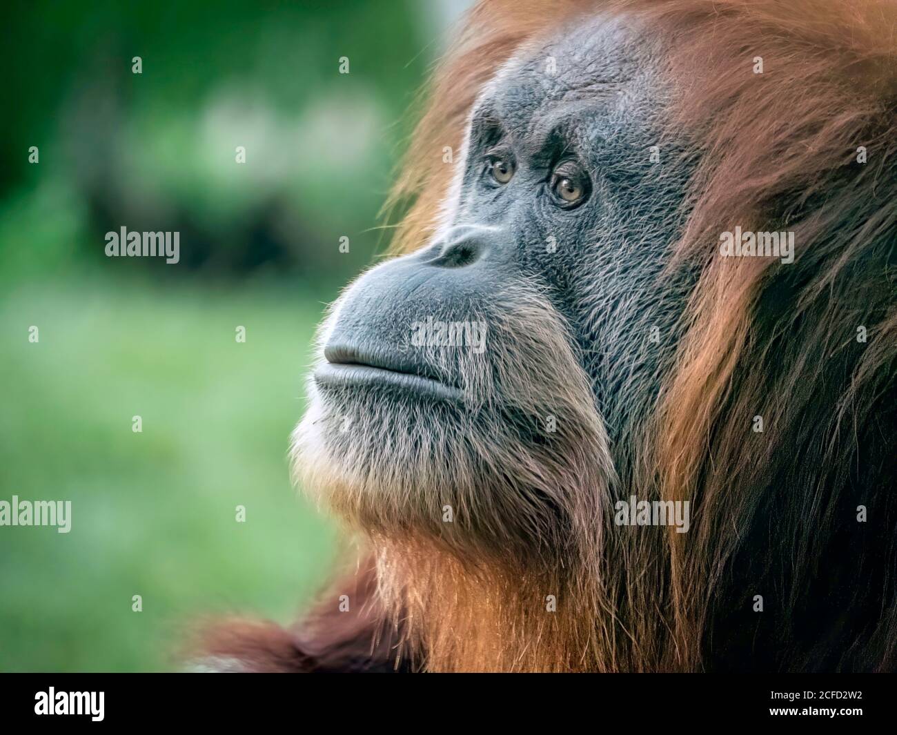 In Gedanken versunken Stockfoto