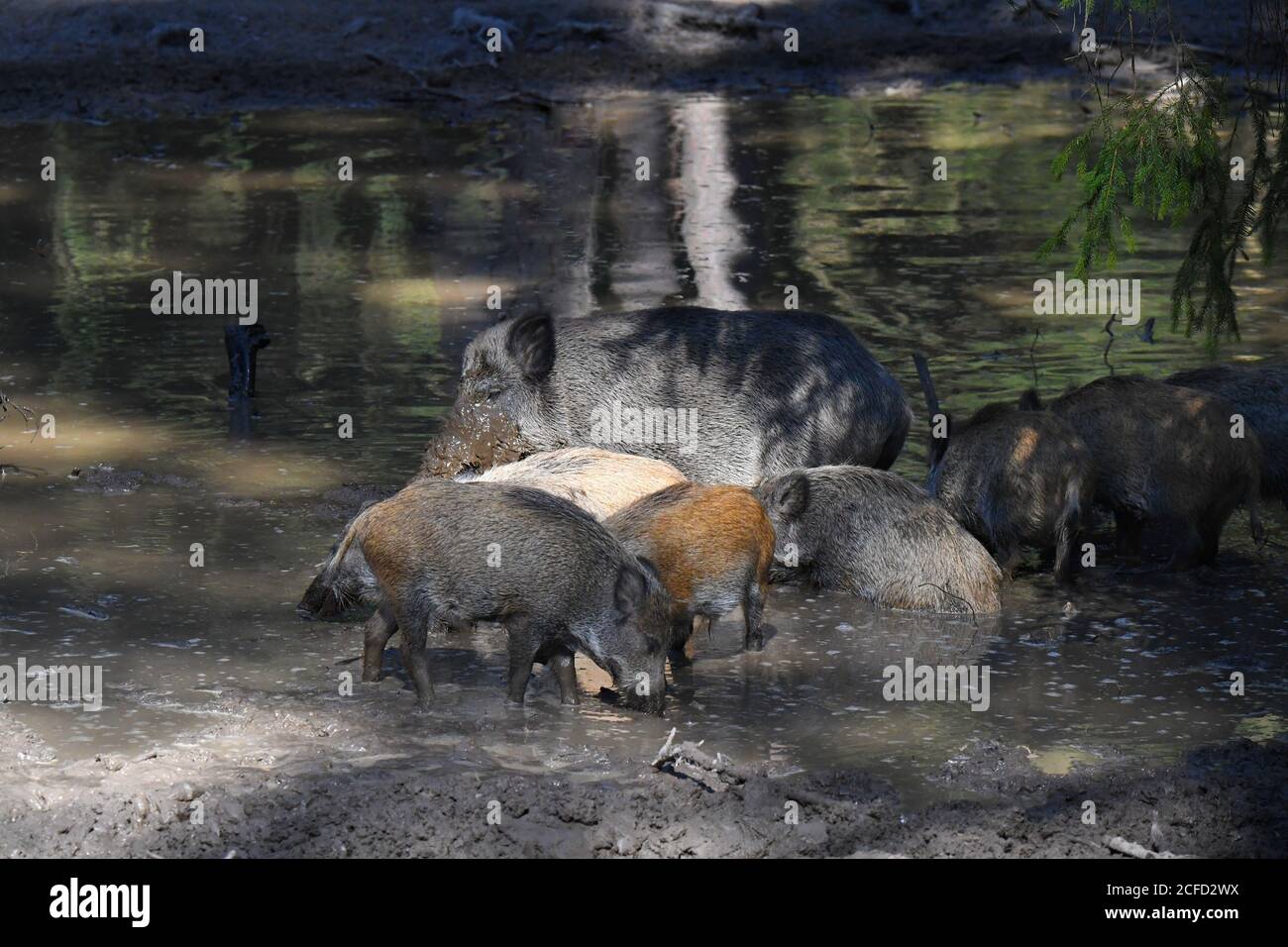 Wildschweine im Walde Stockfoto