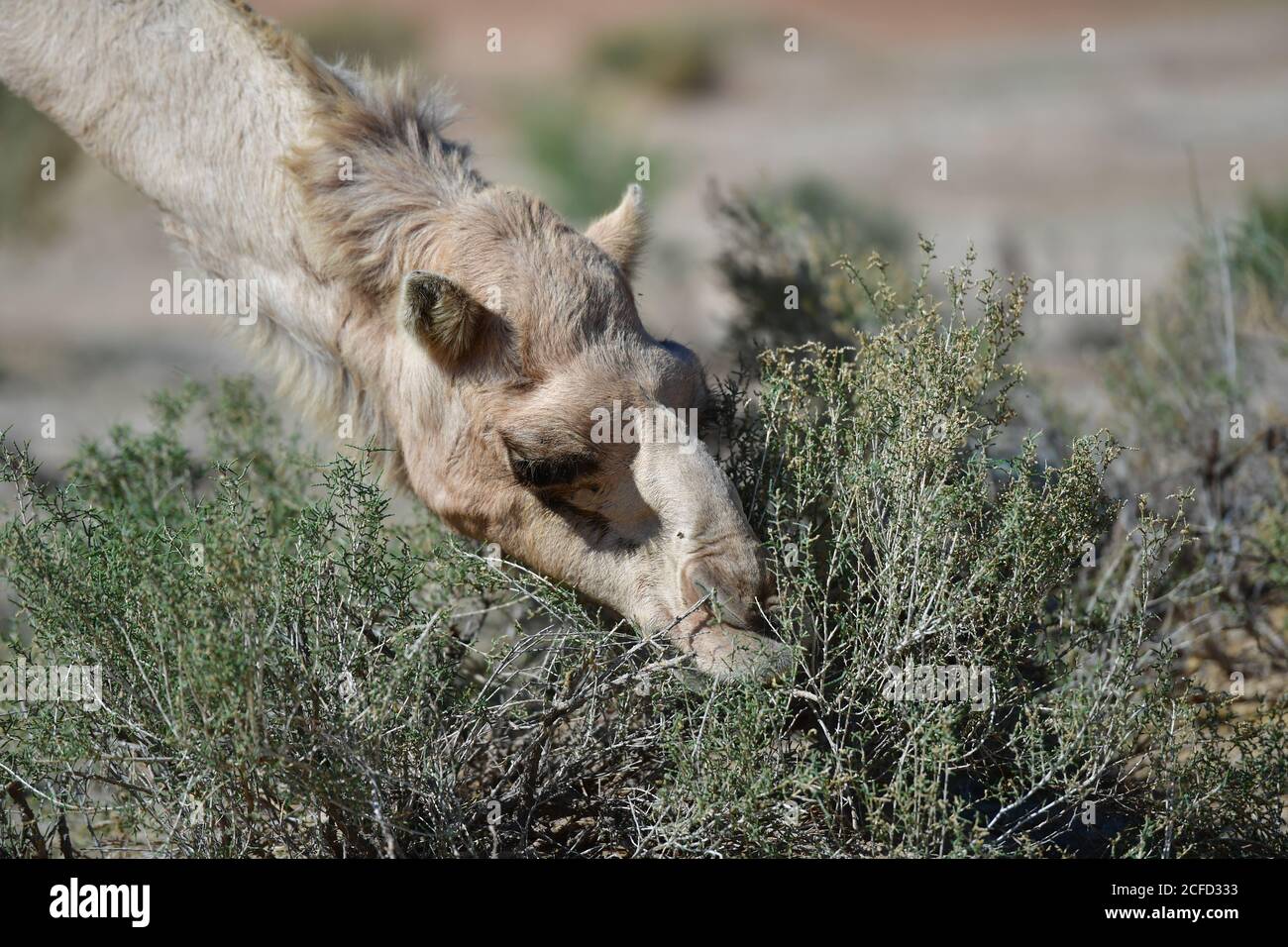 Arabisches Kamel (Dromedar), das Strauchpflanzen frisst und ihre Überlebensfähigkeiten in den Wüstenlandschaften der Landschaft der Arabischen Halbinsel ausstellt. Stockfoto