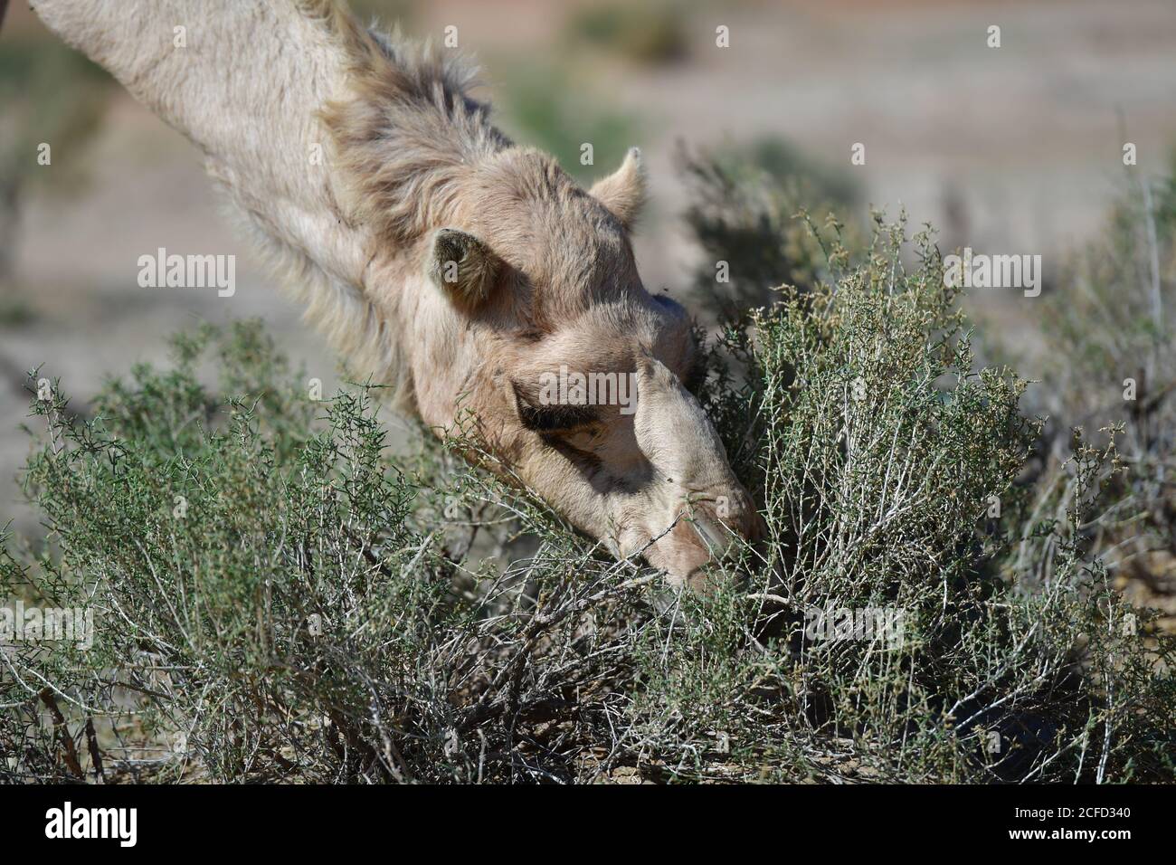 Arabisches Kamel (Dromedar), das Strauchpflanzen frisst und ihre Überlebensfähigkeiten in den Wüstenlandschaften der Landschaft der Arabischen Halbinsel ausstellt. Stockfoto