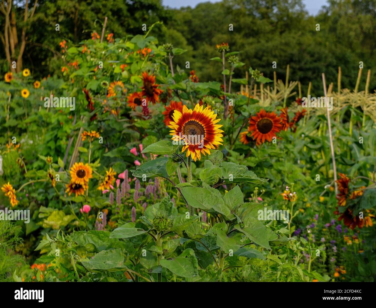 Spätsommergarten mit verschiedenen Sonnenblumen (Helianthus annuus) Stockfoto