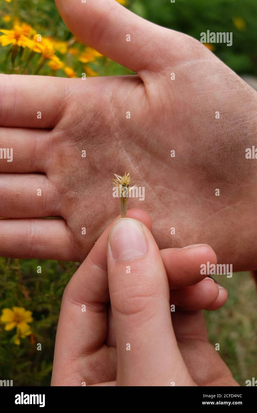 Sammeln Sie Samen von gewürzten Tagetes (Tagetes tenuifolia) Stockfoto