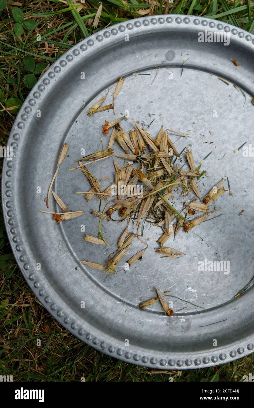 Gewürztagetes (Tagetes tenuifolia) Samen auf dem Tablett Stockfoto