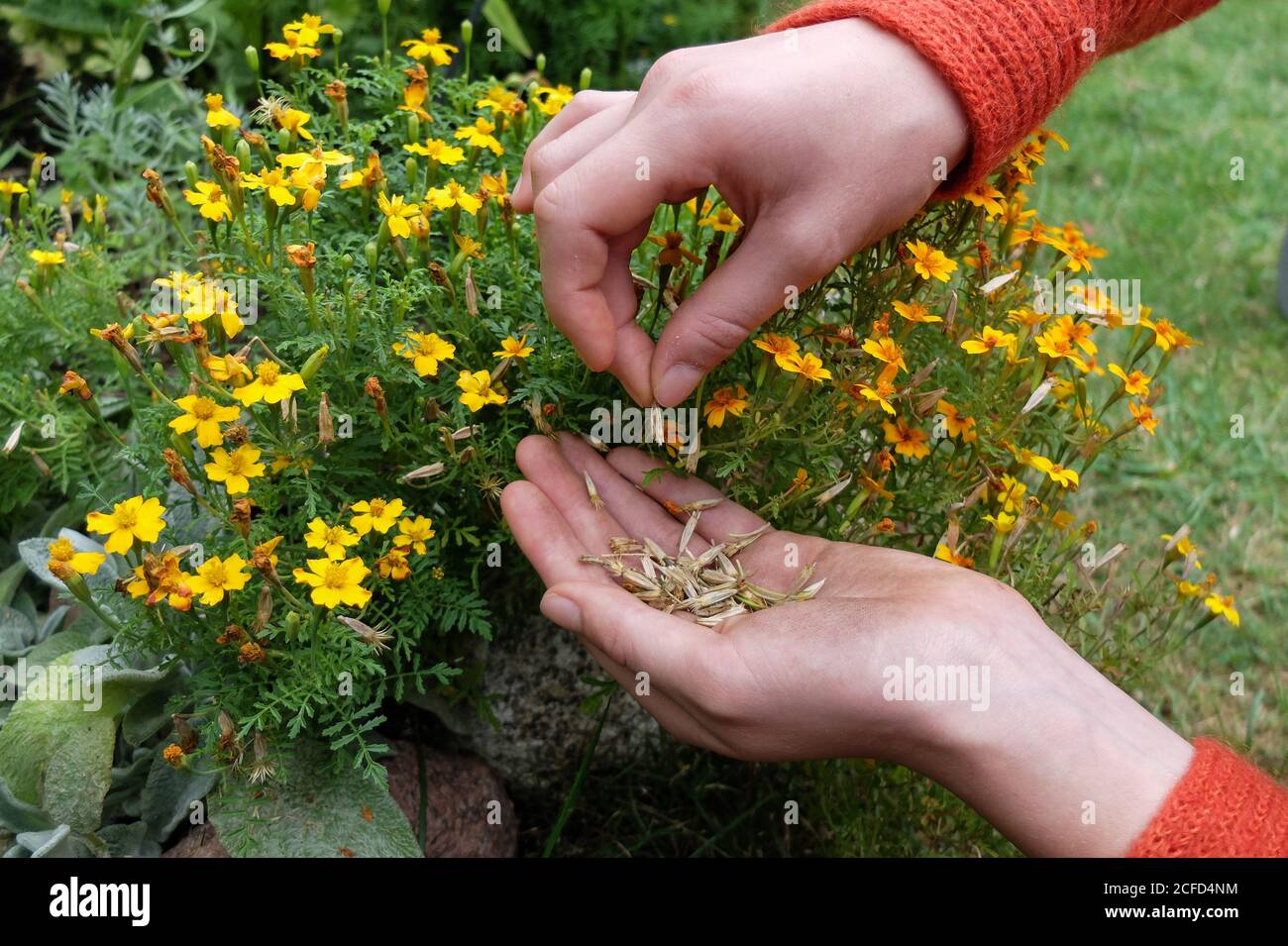 Sammeln Sie Samen von gewürzten Tagetes (Tagetes tenuifolia) Stockfoto