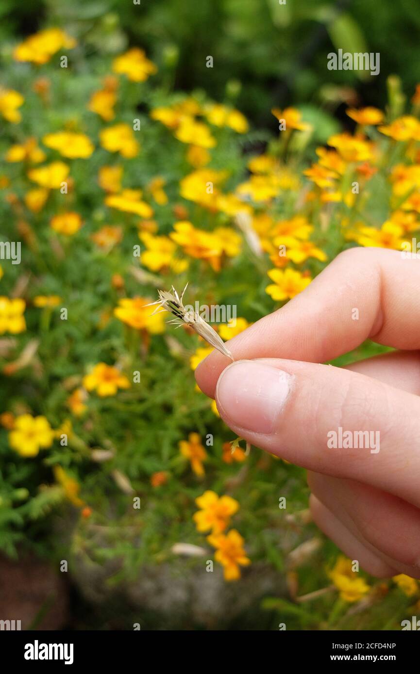 Sammeln Sie Samen von gewürzten Tagetes (Tagetes tenuifolia) Stockfoto