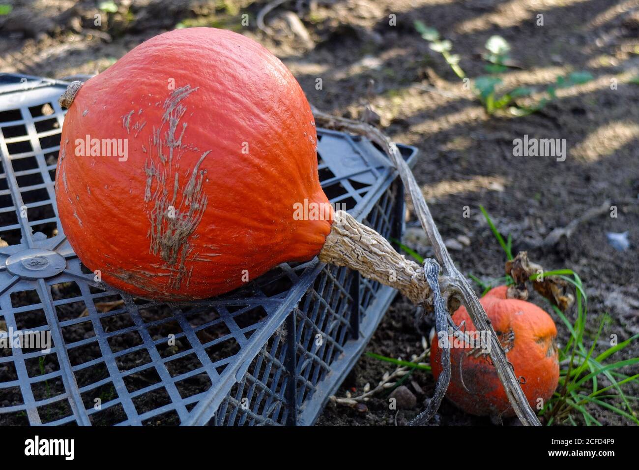 Kürbis 'Hokkaido' (Cucurbita) liegt als Basis auf der Schachtel als Schutz vor Verrottung Stockfoto