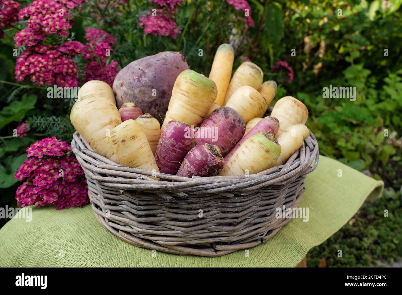 Wurzelgemüse (Pastinaken, bunte Karotten, Petersilienwurzel, Rote Beete) in einem Korb Stockfoto