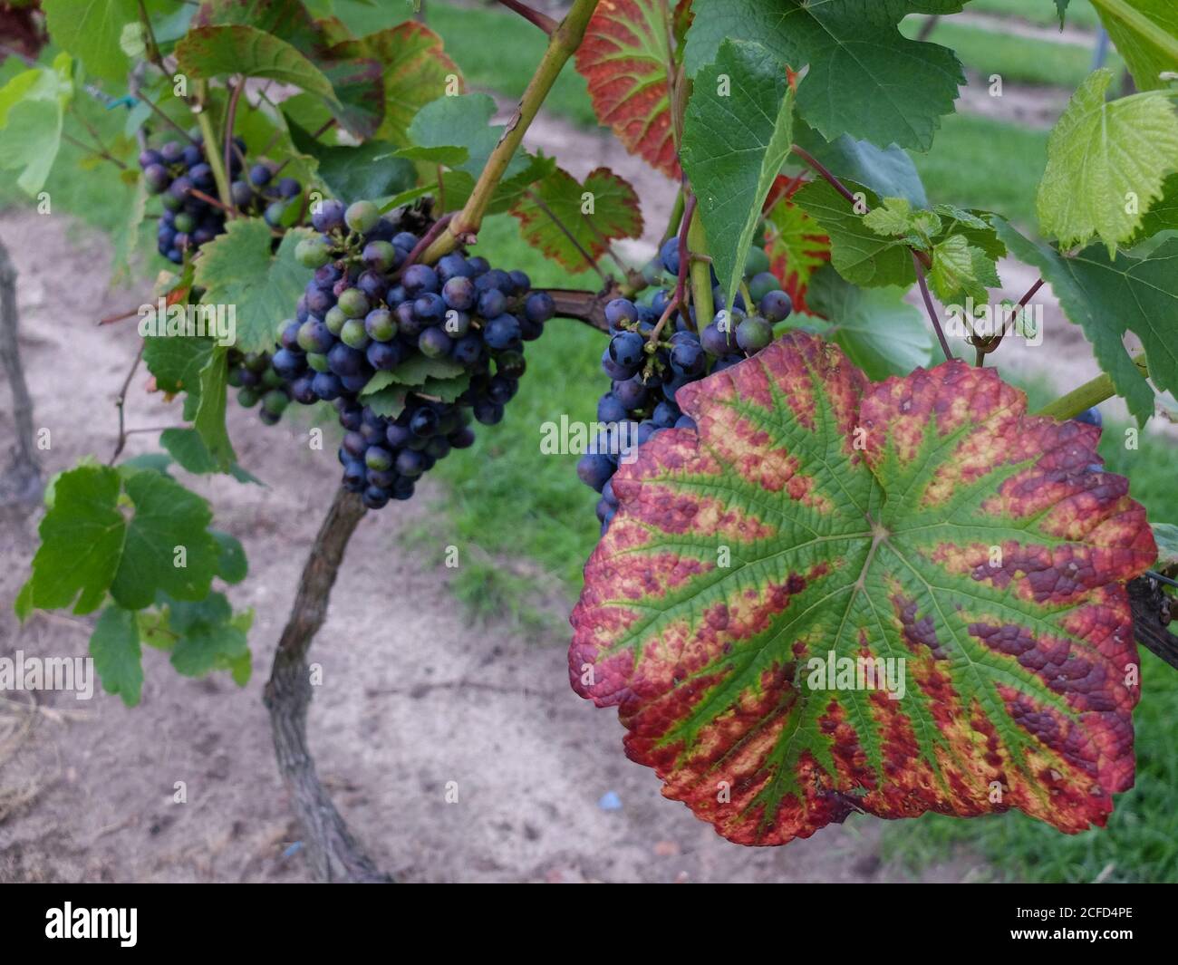 Blaue Trauben 'Rondo' (Vitis vinifera) mit Blatt Stockfoto