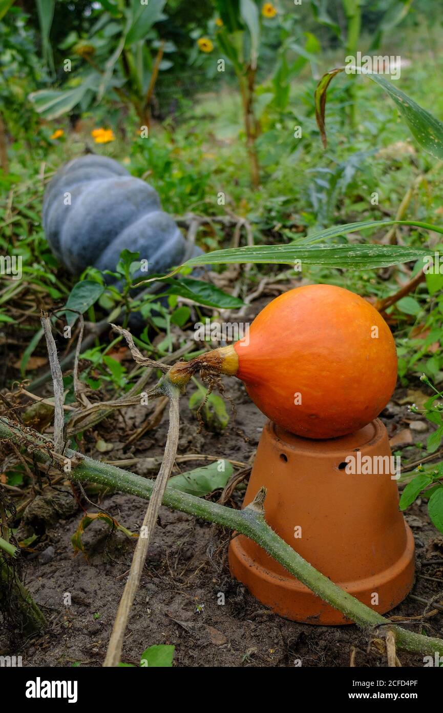 Kürbis 'Hokkaido' (Cucurbita) liegt auf dem umgedrehten Topf als Basis, als Schutz vor Verrottung Stockfoto