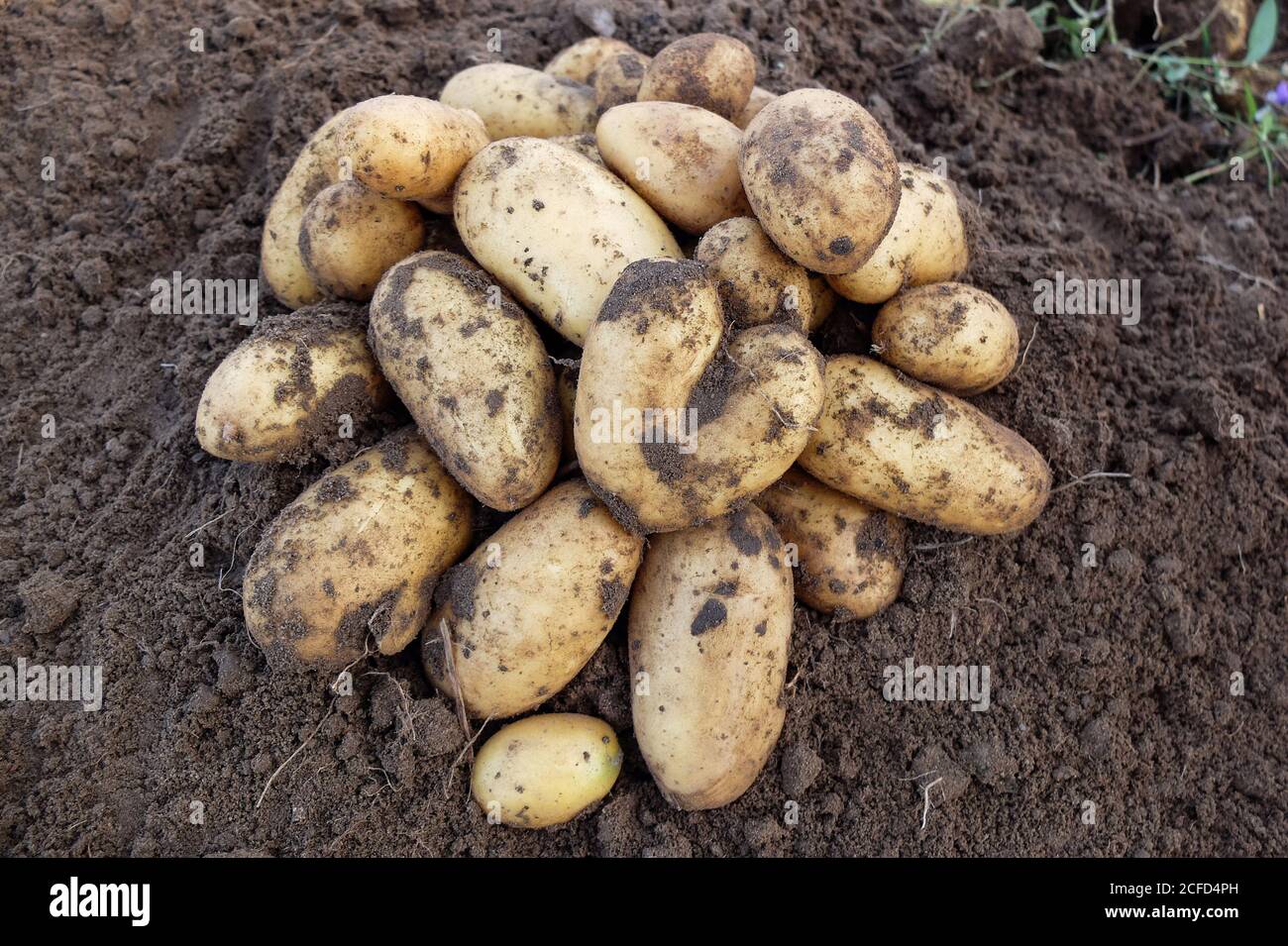 Frisch geerntete Kartoffeln (Solanum tuberosum) im Bett Stockfoto