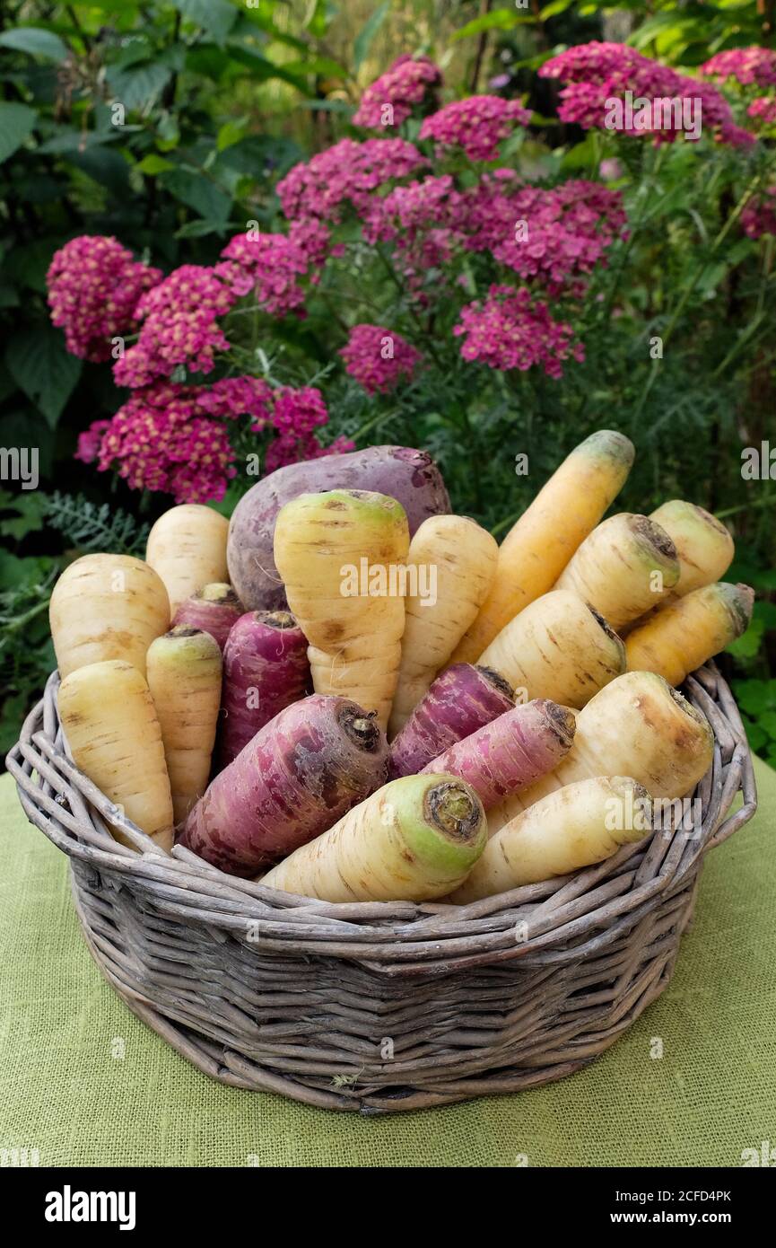 Wurzelgemüse (Pastinaken, bunte Karotten, Petersilienwurzel, Rote Beete) in einem Korb Stockfoto