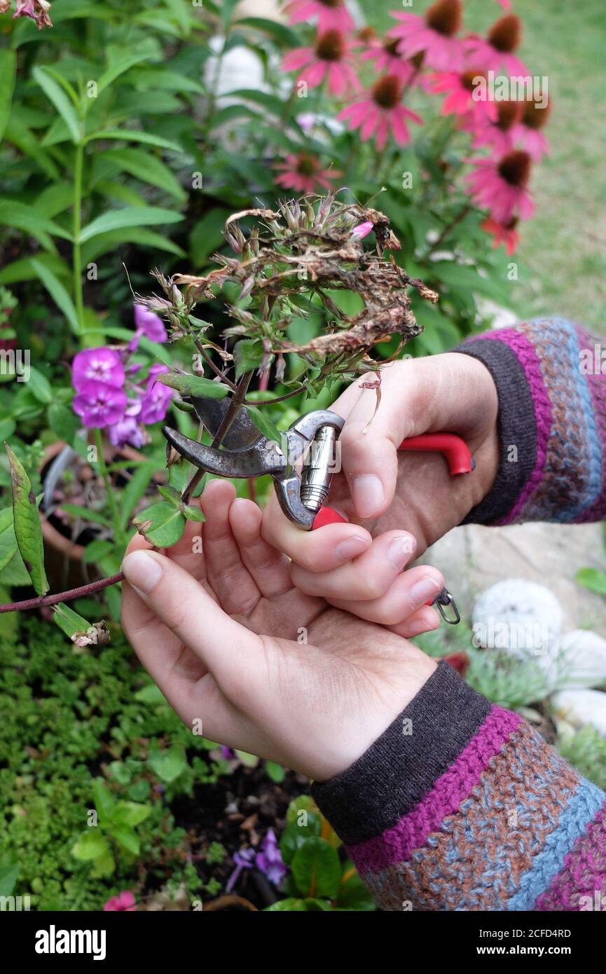 Schneiden Sie die verblichenen Blüten von Phlox (Phlox paniculata) Stockfoto