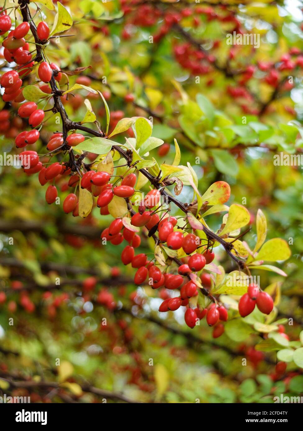 Rote Beeren der Thunberger Berberis im Herbst Stockfoto