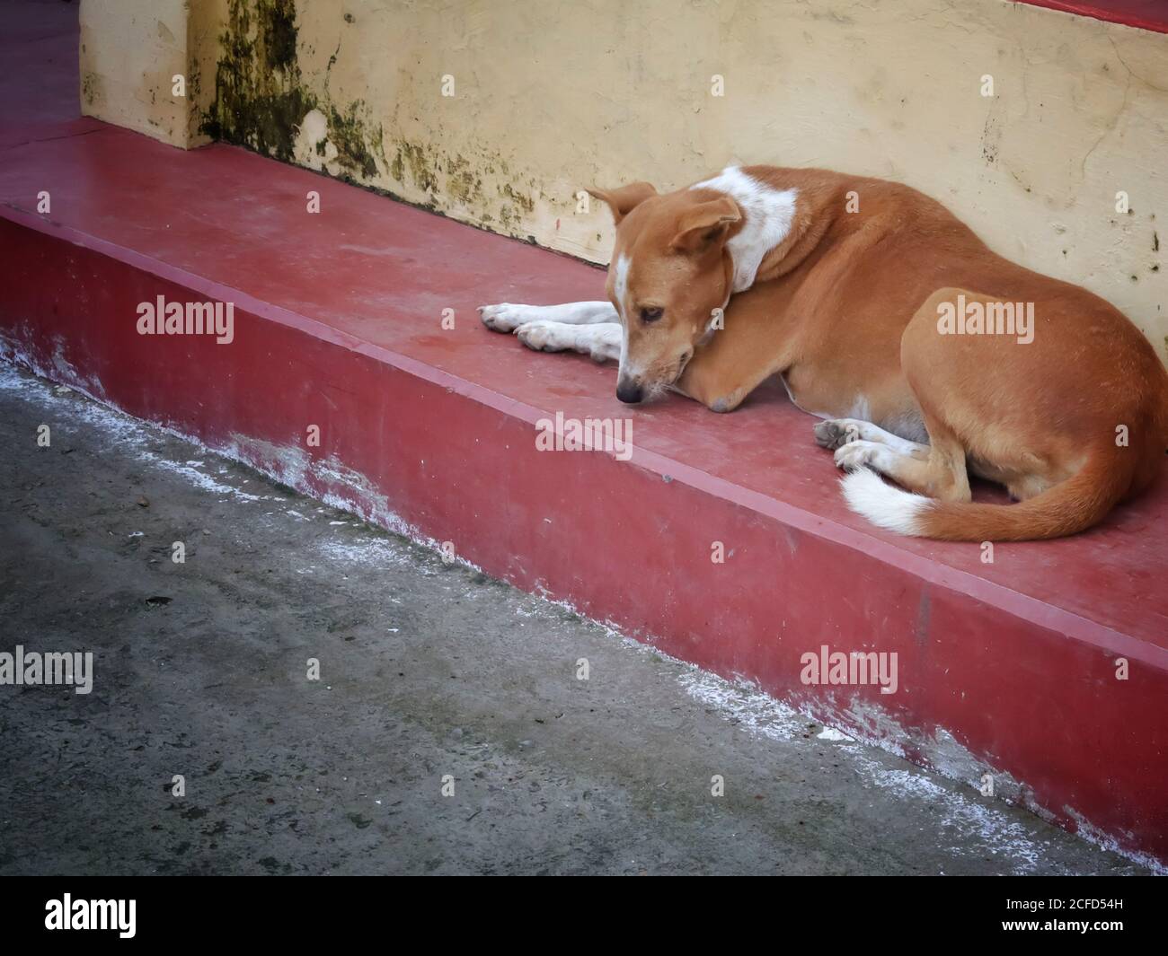 Bokeh Aufnahme von kleinen und niedlichen kleinen Hund auf dem Boden mit selektivem Fokus sitzen. Der kleine Welpe schläft auf den Straßen von varanasi in Indien. Stockfoto