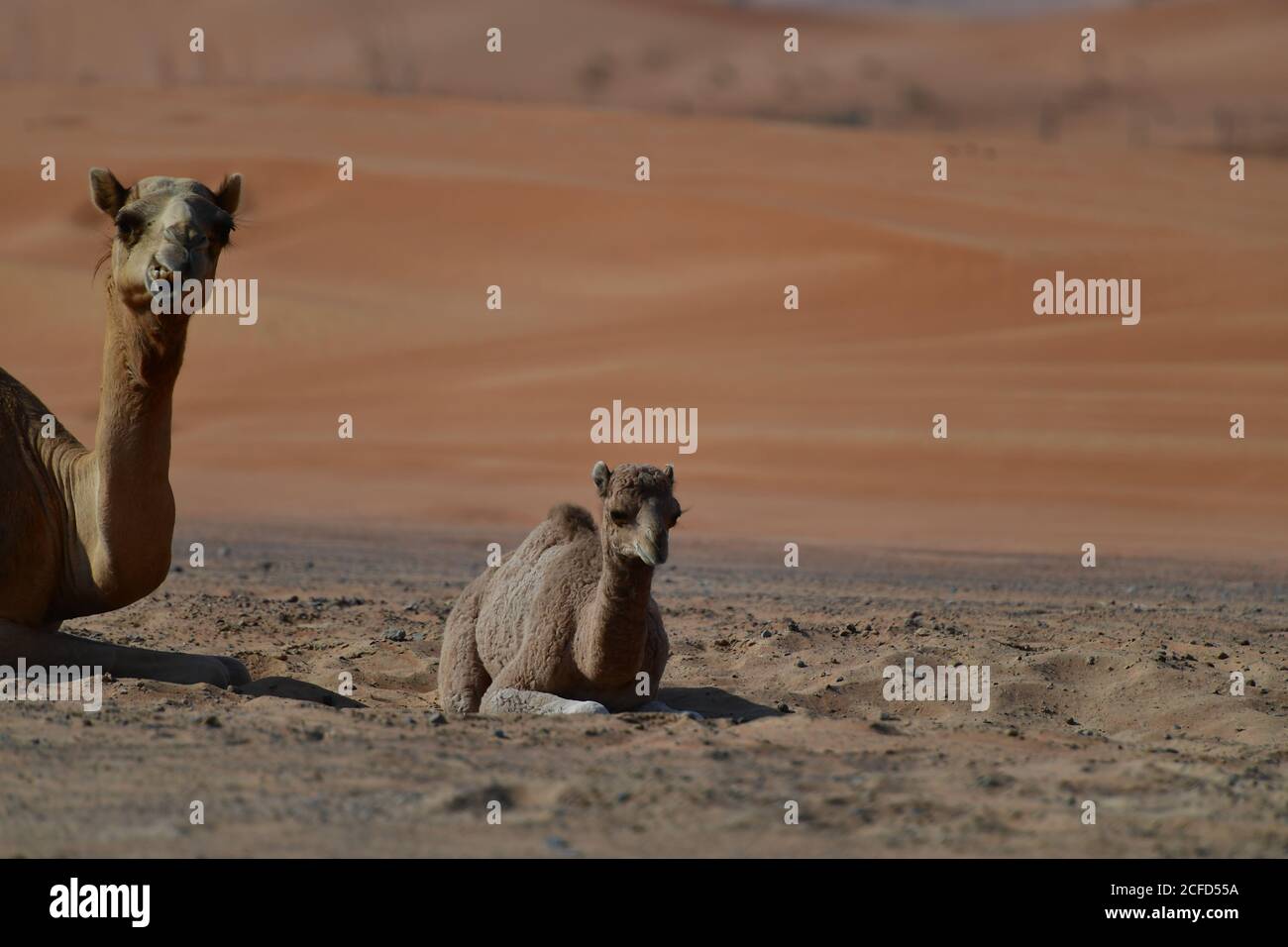 Arabian Camel & Calf (Dromedary) Ruhe in der rauen Wüste Sanddünen der arabischen Halbinsel Landschaft Umwelt. Stockfoto