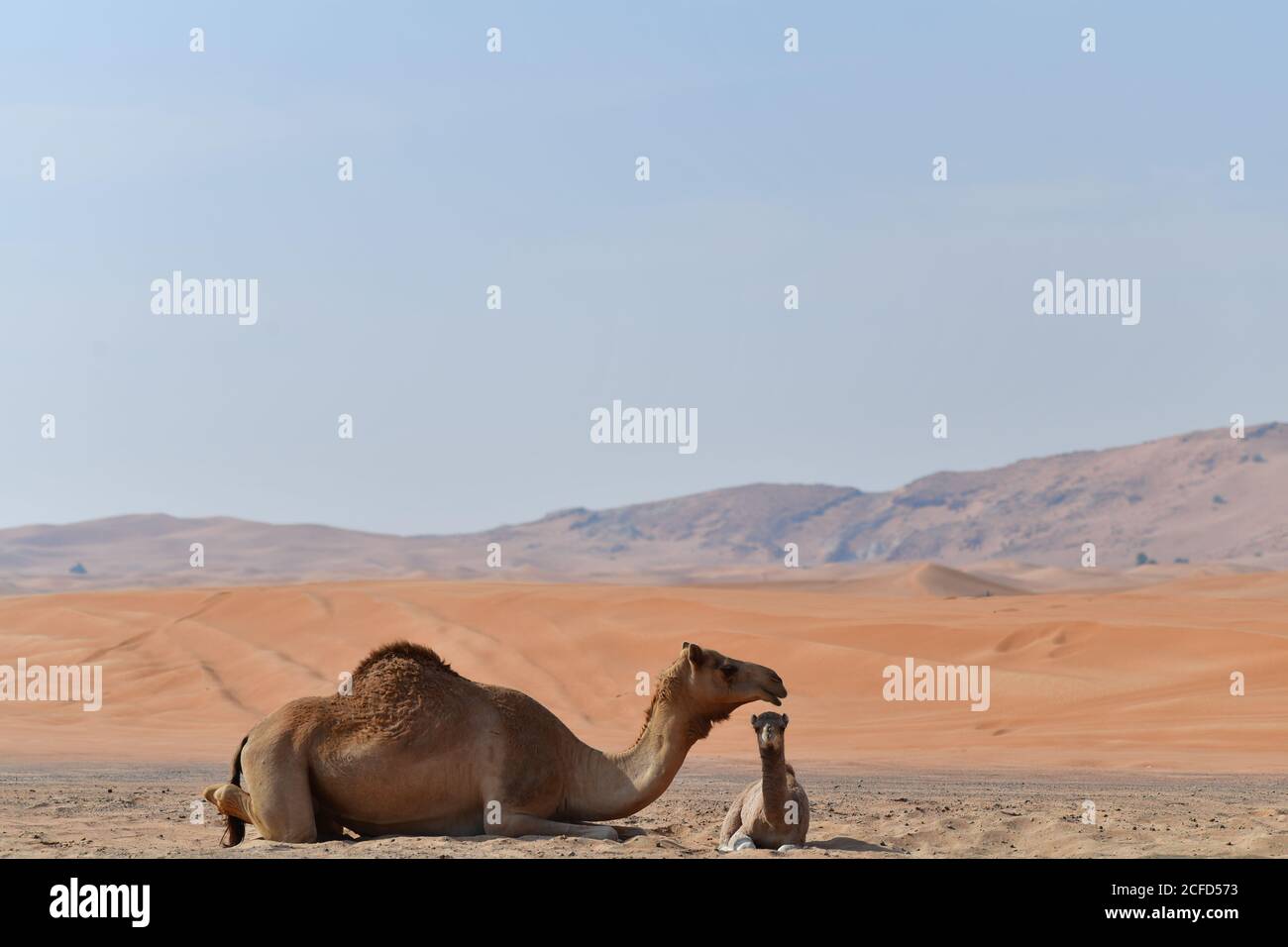 Arabian Camel & Calf (Dromedary) Ruhe in der rauen Wüste Sanddünen der arabischen Halbinsel Landschaft Umwelt. Stockfoto
