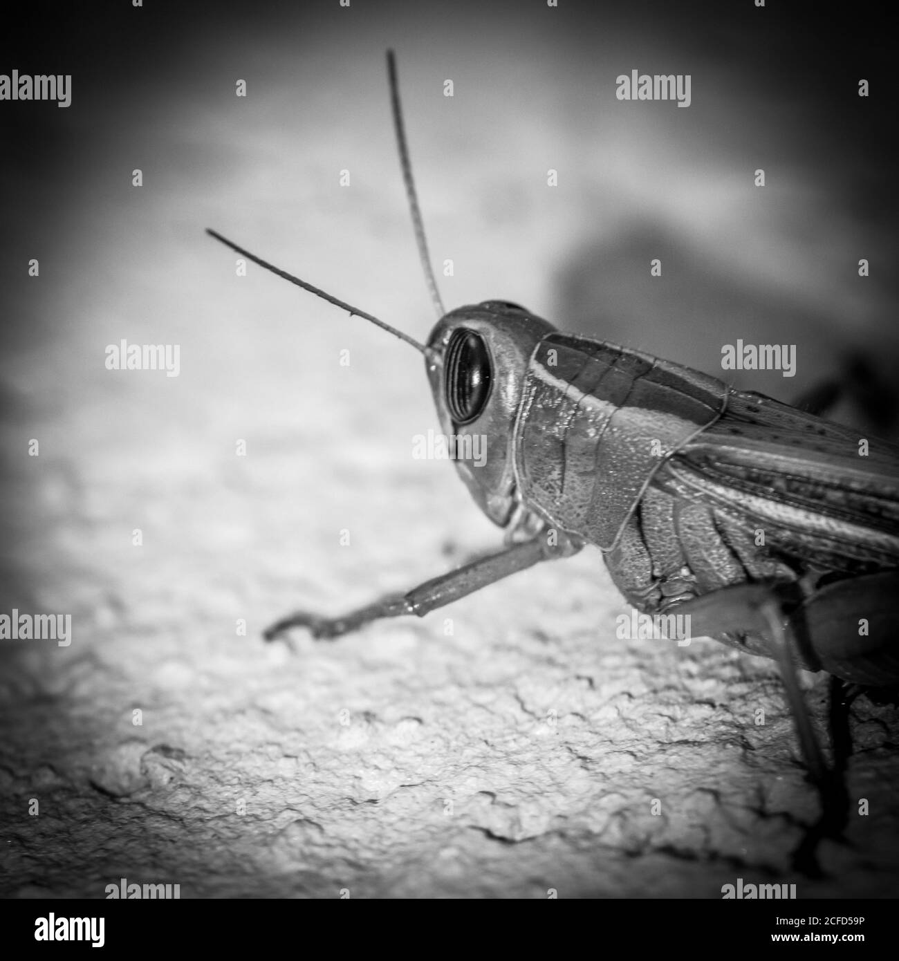 Isoliertes Nahaufnahme-Makro einer einzigen Heuschrecke - Israel Stockfoto