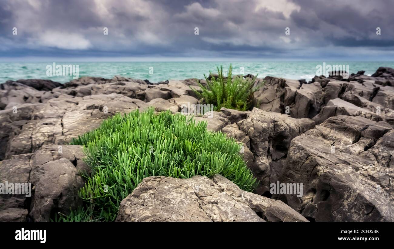 Meeresfenchel im Frühling bei Saint Pierre la Mer. Geeignet für medizinische und kulinarische Zwecke. Stockfoto