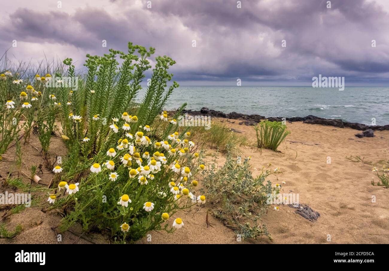 Echte Strandkamille in Saint Pierre la Mer im Frühling Stockfoto