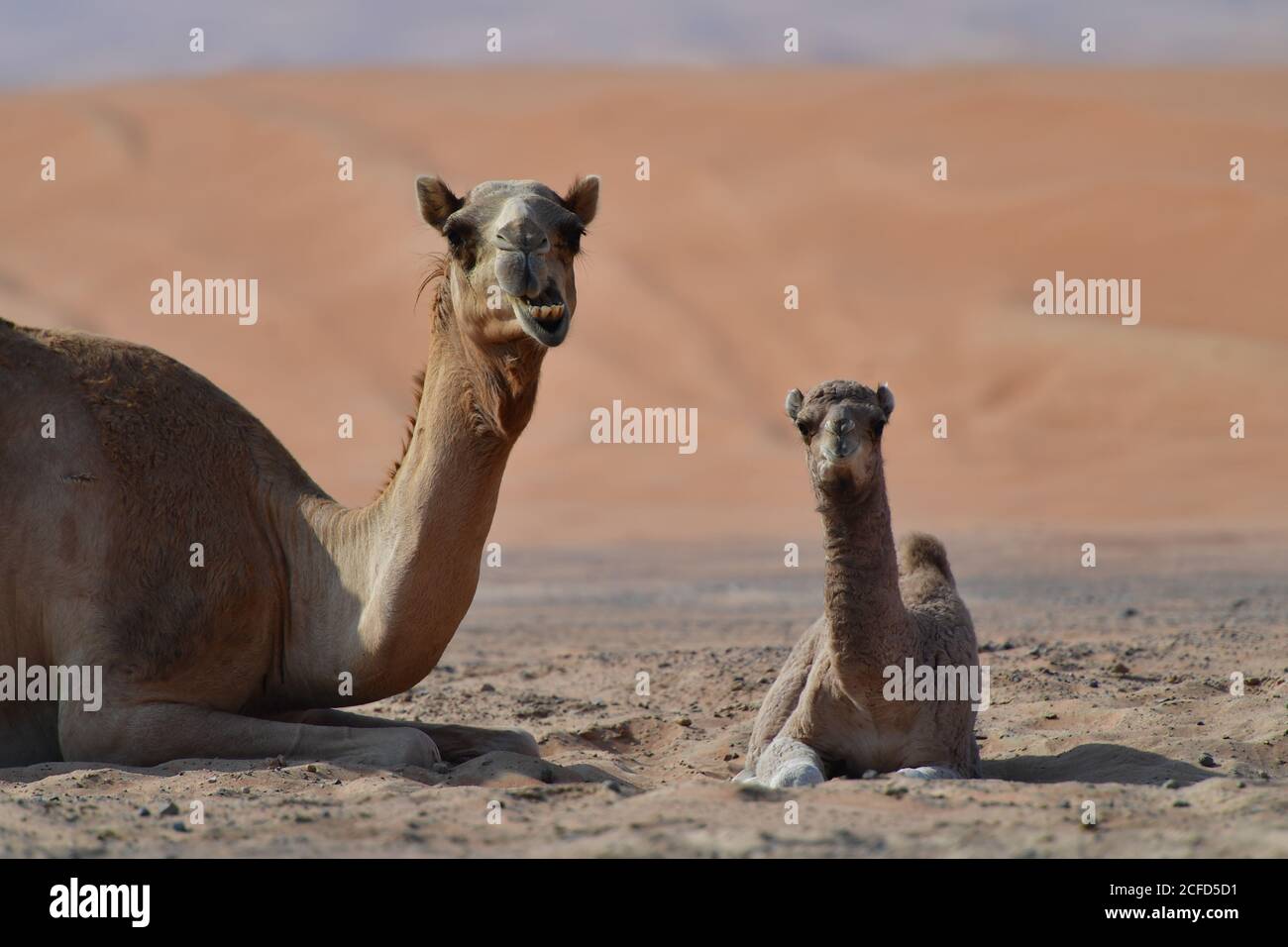 Arabian Camel & Calf (Dromedary) Ruhe in der rauen Wüste Sanddünen der arabischen Halbinsel Landschaft Umwelt. Stockfoto