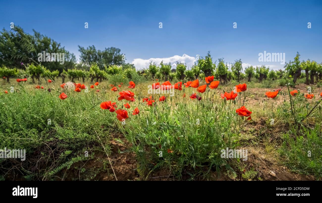Mohnblumen vor dem Weinberg in Névian im Frühjahr Stockfoto