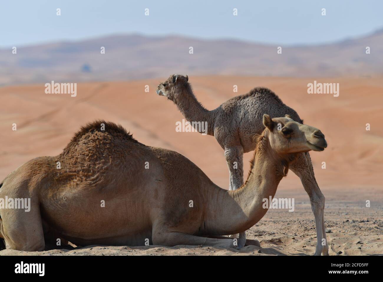 Arabian Camel & Calf (Dromedary) Ruhe in der rauen Wüste Sanddünen der arabischen Halbinsel Landschaft Umwelt. Stockfoto