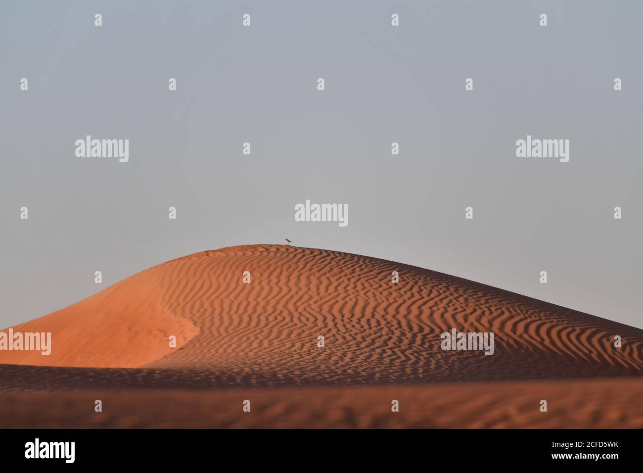 Wüstenlandschaft auf der Arabischen Halbinsel, mit Vögeln, die auf Sanddünen ruhen, im Sand der Umweltsandschaften. Stockfoto