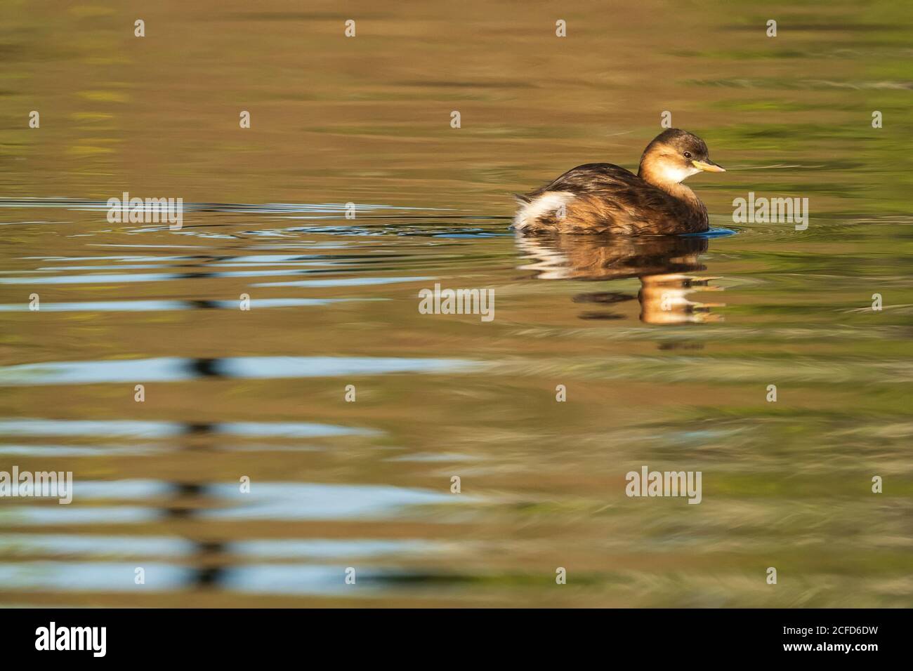 Kleine Grebe Tachybaptus ruficollis Costa Ballena Cadiz Spanien Stockfoto