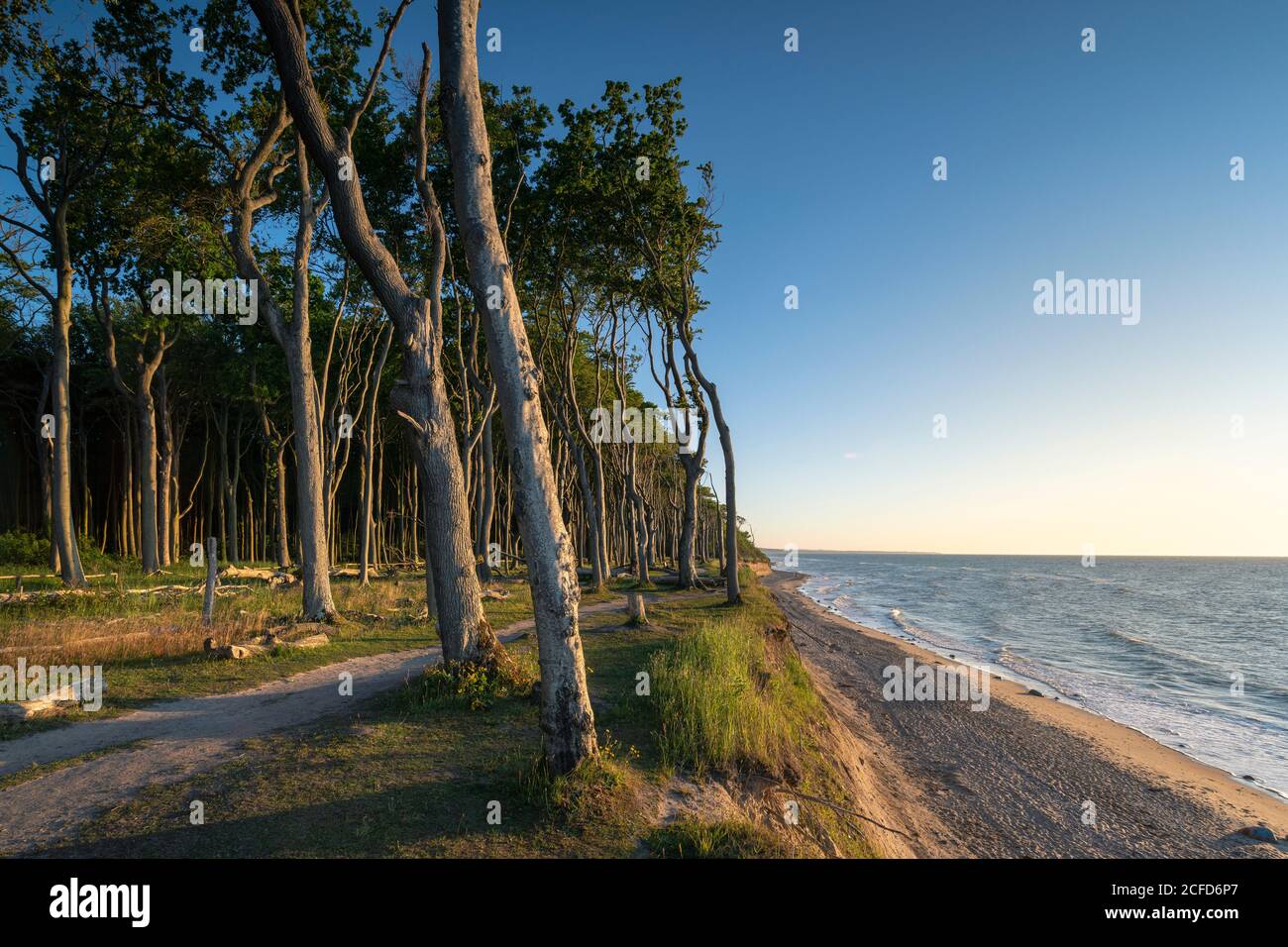 Sonnenuntergang im Geisterwald bei Nienhagen an der Ostsee. Stockfoto