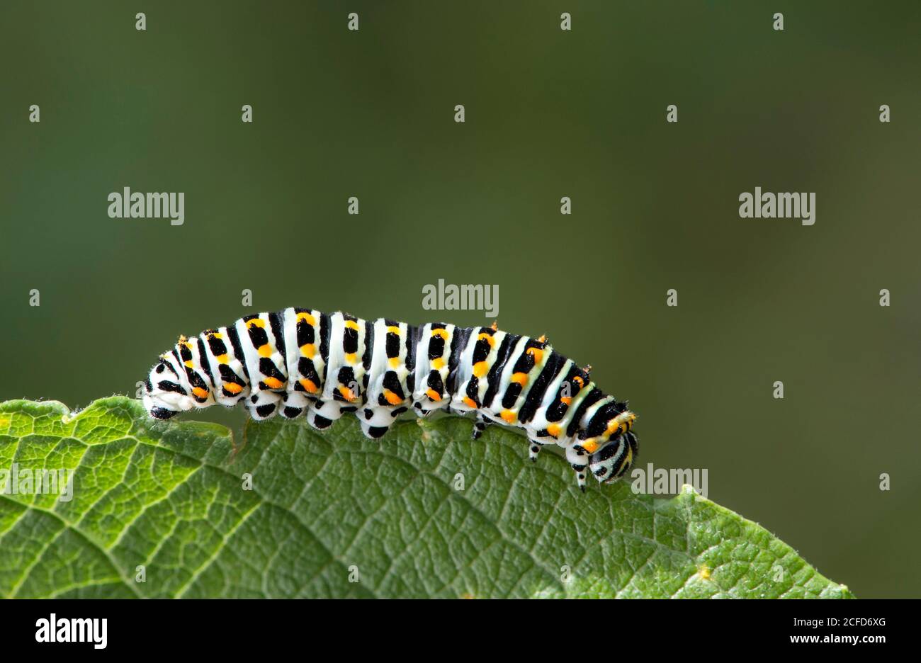 Raupe des Schwalbenschwanzfalter (Papilio machaon), Familie der Knight Butterfly (Papilionidae), Gasterntal, Kandersteg, Schweiz Stockfoto