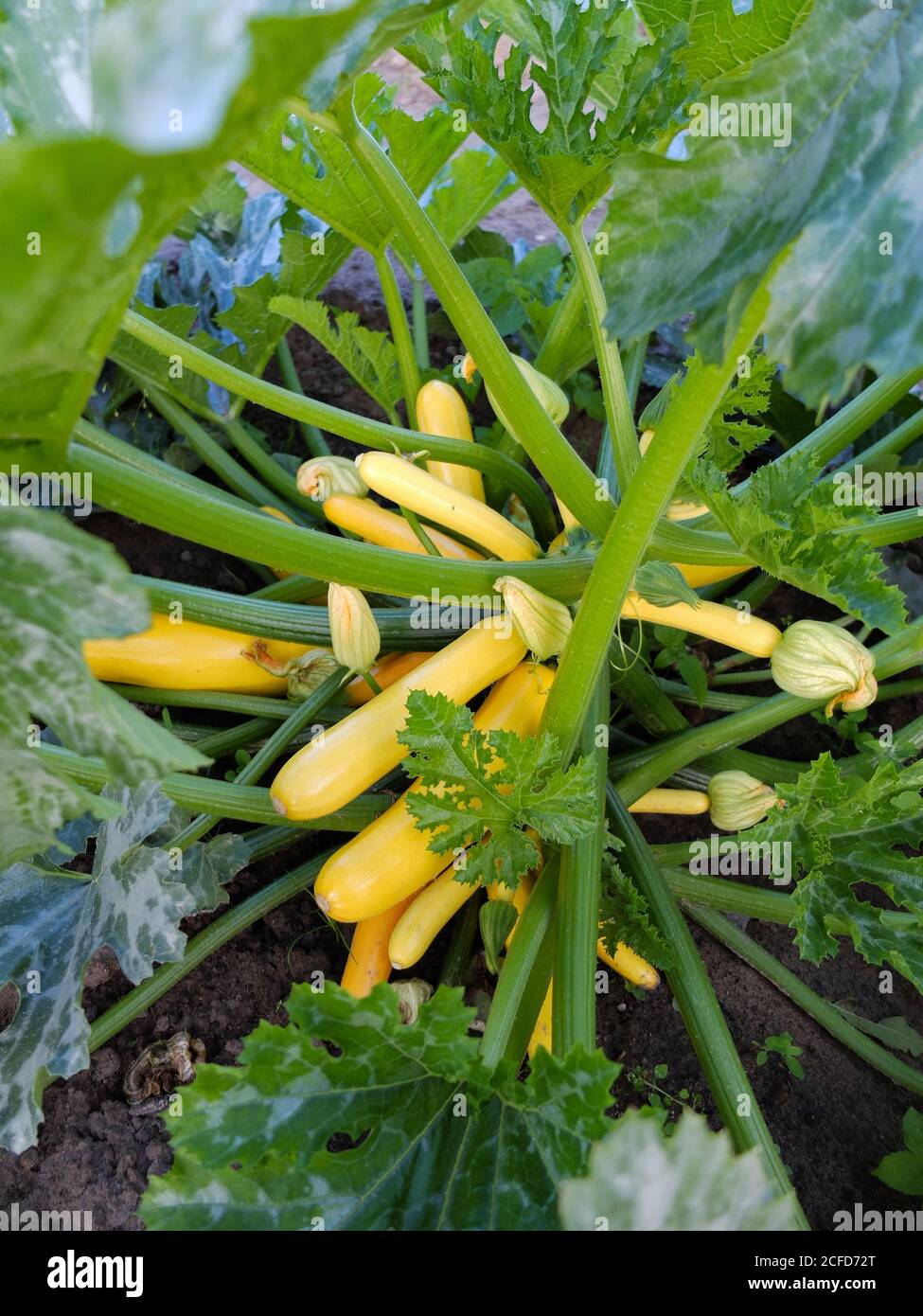 Zucchini 'Gold Rush' mit vielen gelben Früchten Stockfoto