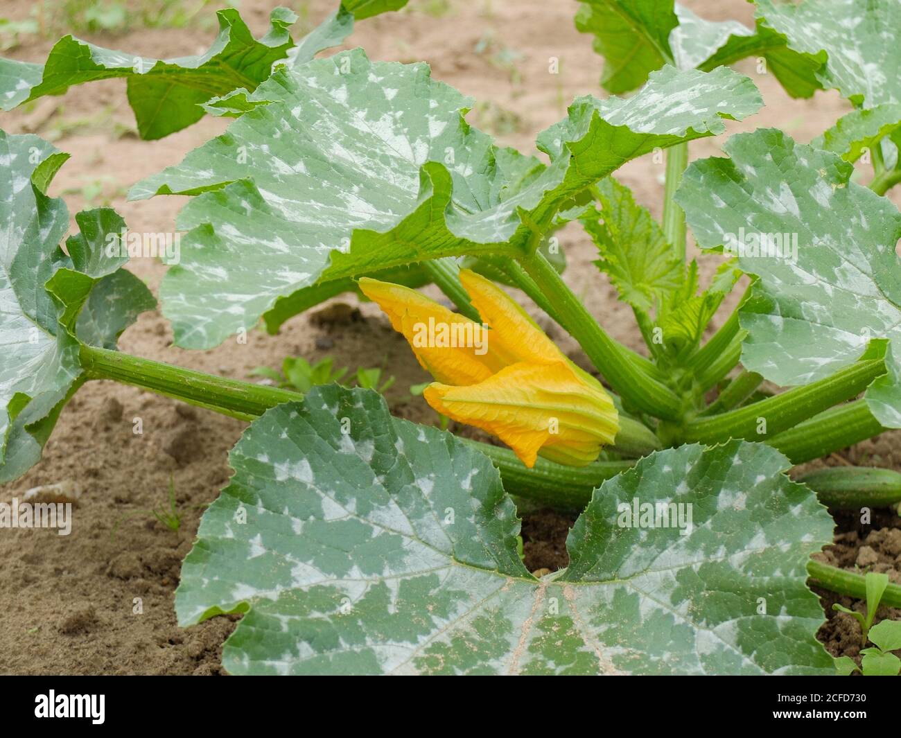 Weibliche Blume von Zucchini 'Goldrausch' mit dem Eierstock Stockfoto