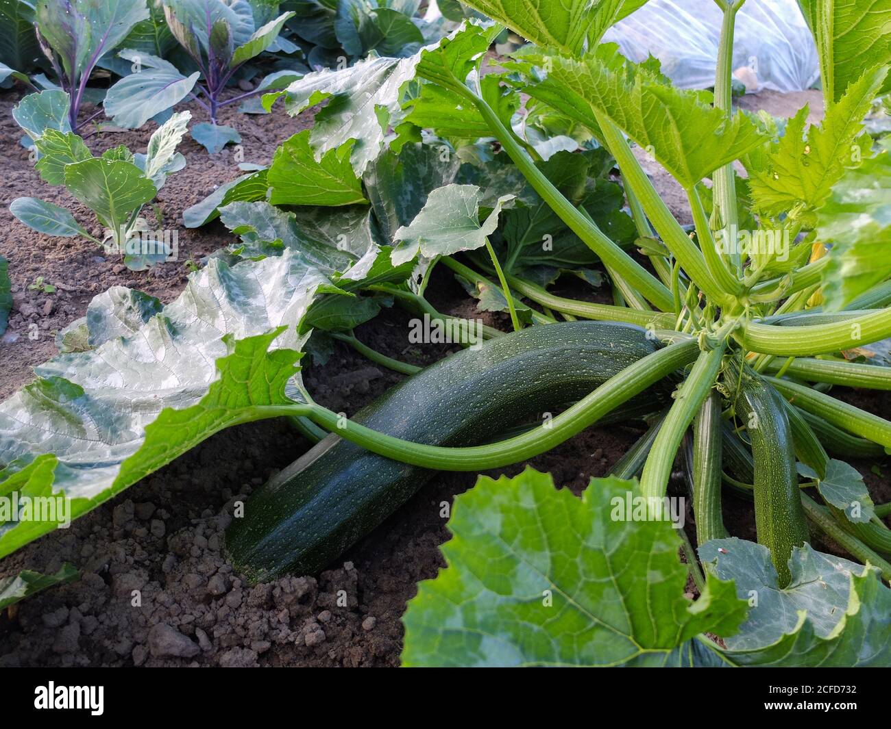 Erwachsene Zucchini 'Diamant F1 'in einem Bett Stockfoto